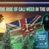 Cali Weed - The Rise of Cali Weed in the UK