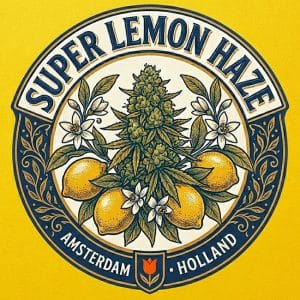 Super Lemon Haze premium weed strain UK citrus flower
