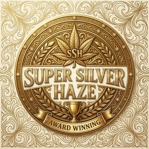 Super Silver Haze premium weed strain UK citrus silver buds