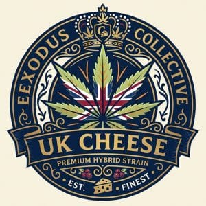 UK Cheese premium weed strain UK cheesy aroma flower