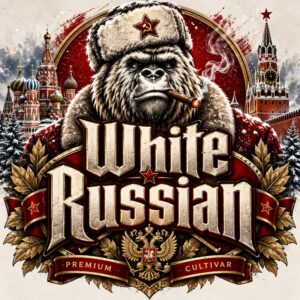 White Russian Cannabis sativa herbal